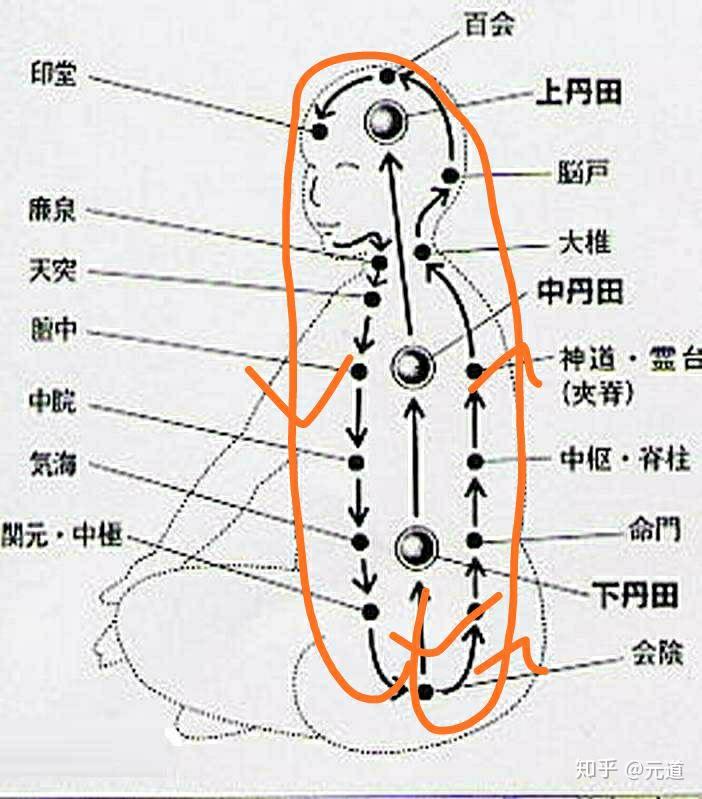 胞中的准确位置图图片