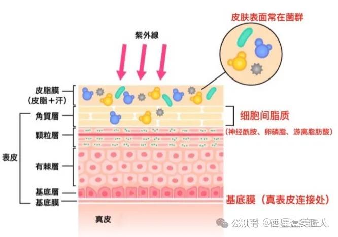 重建皮肤屏障：基底膜带修复在黄褐斑治疗中的关键作用 - 知乎