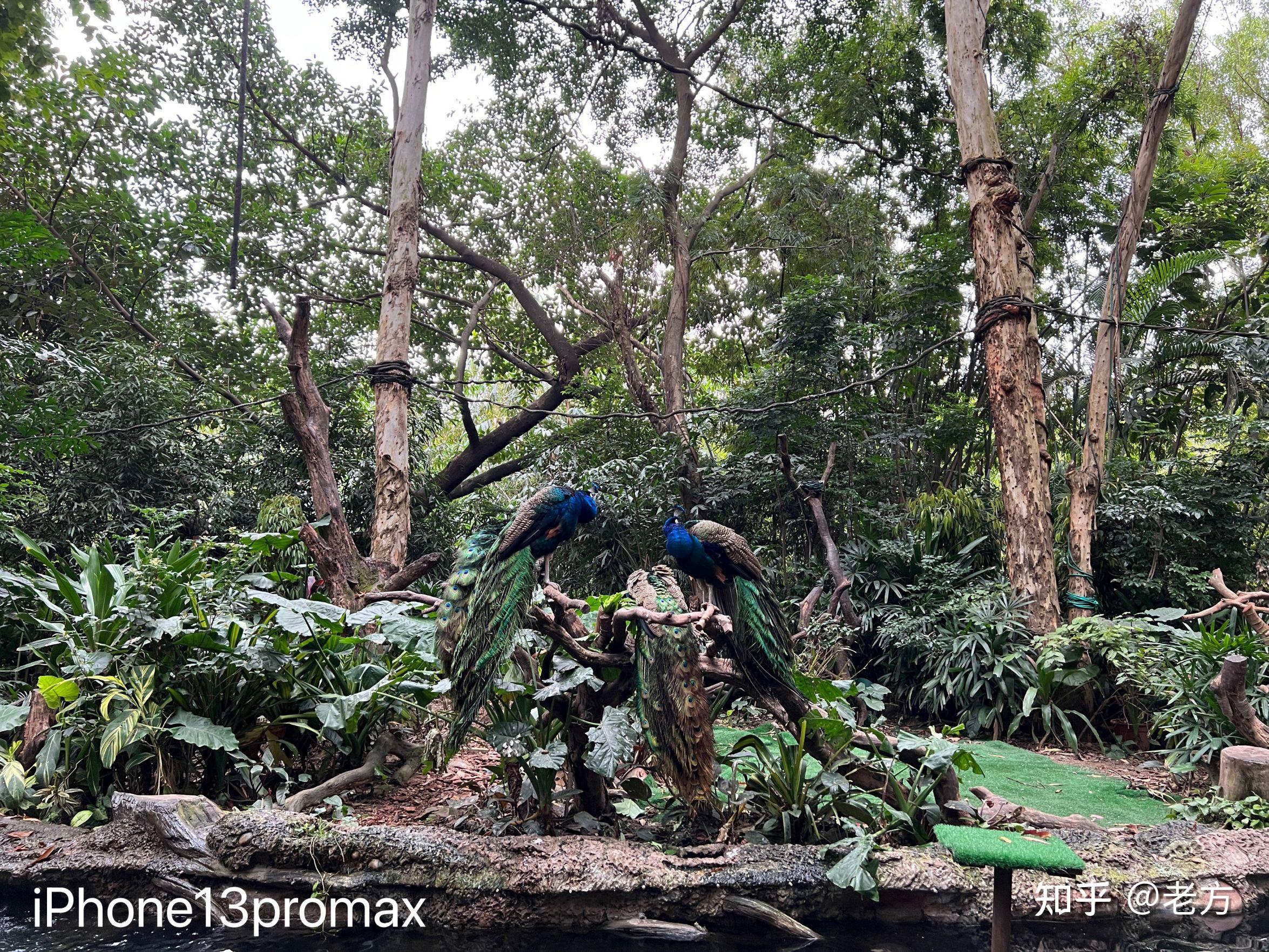 收購iPhone13Promax