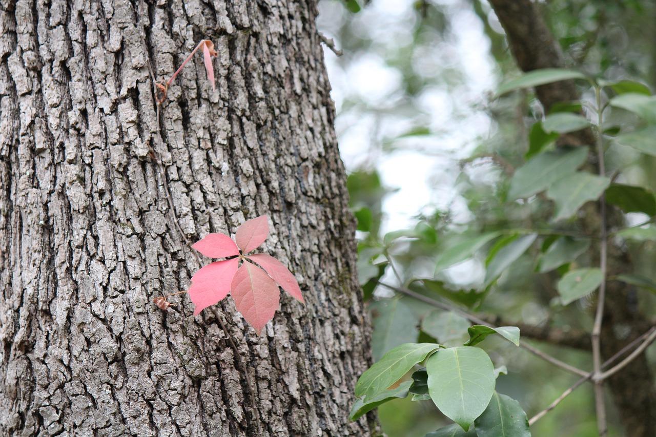 3. 桂花茎结构特点