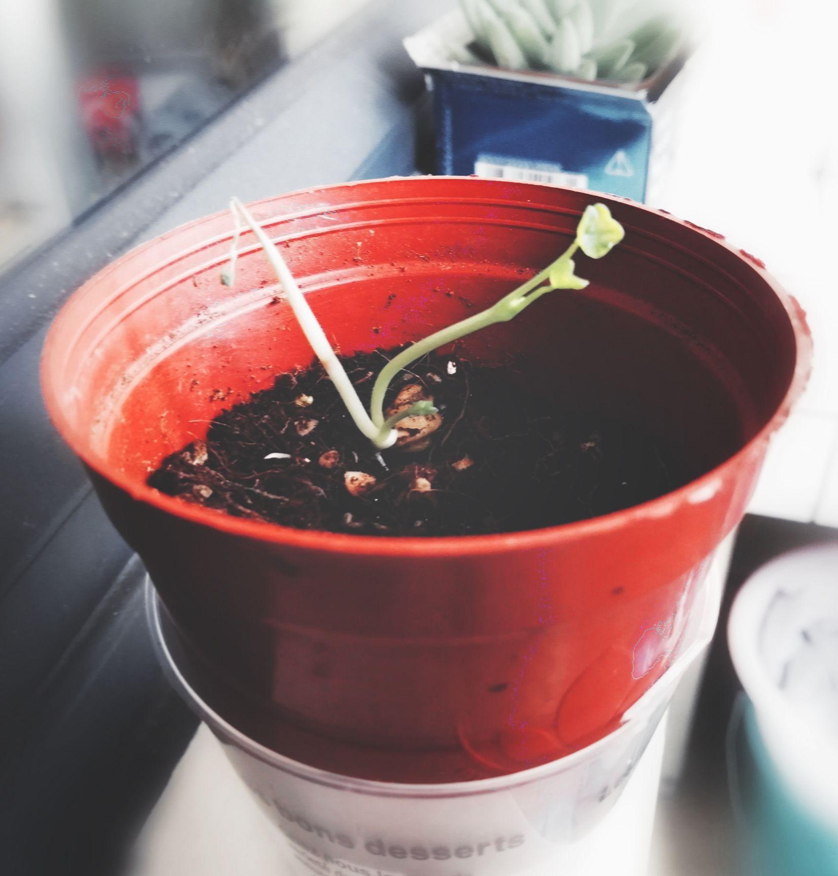 去年猿辅导系统班送的种子怎么种呀?