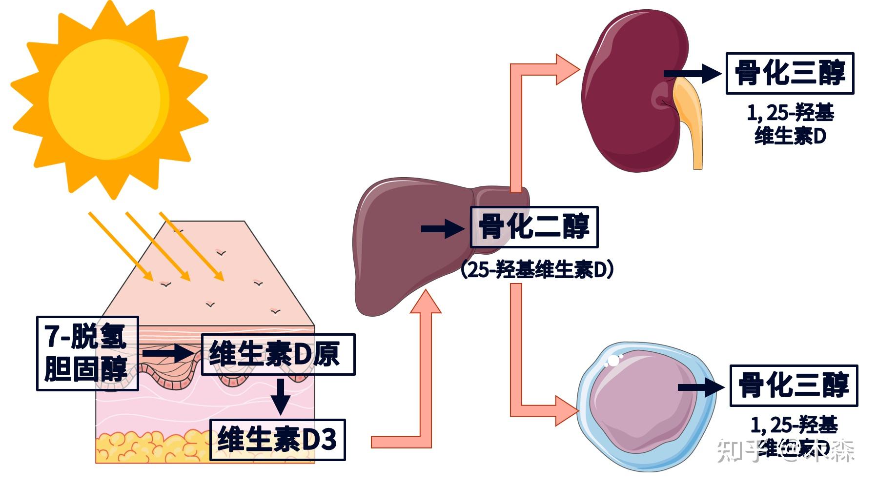 為什麼週期鍛鍊正常吃肉天天曬太陽還會缺少維生素d