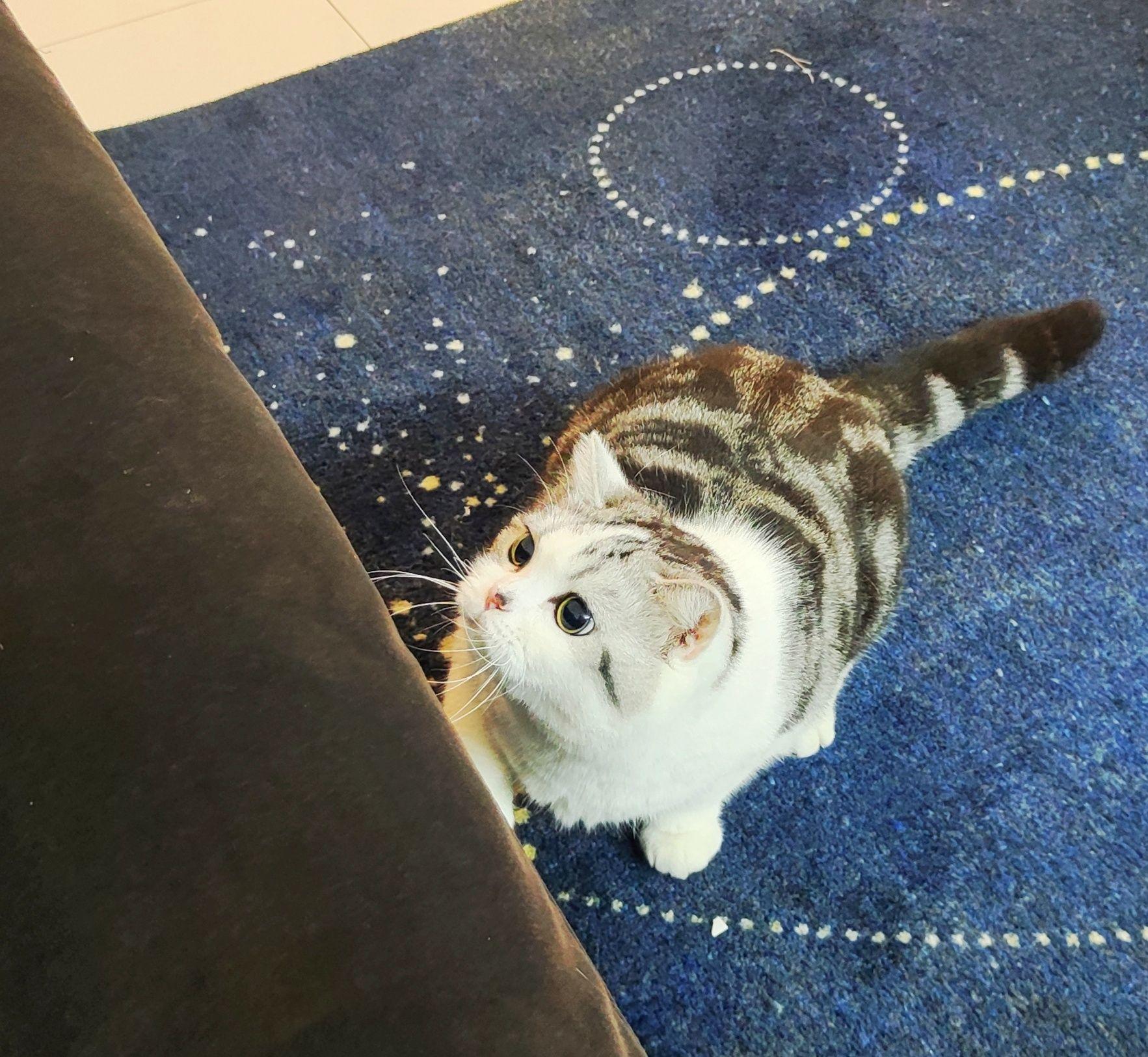 为什么大家都在说intp是猫? - 知乎