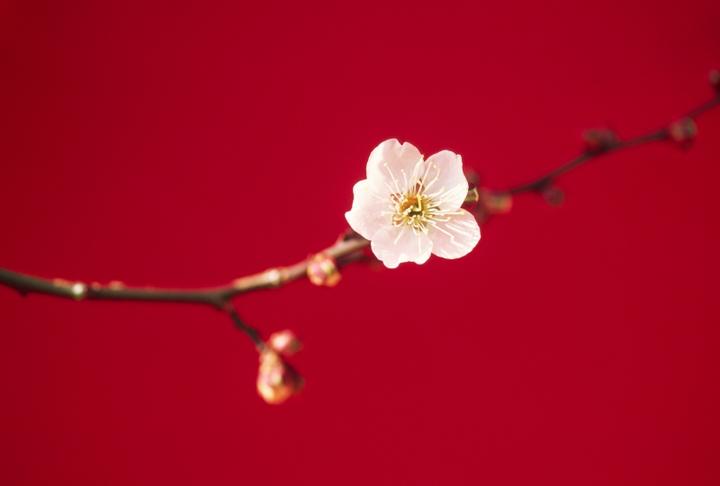 宝宝起名常用字【梅】对人生的影响 知乎