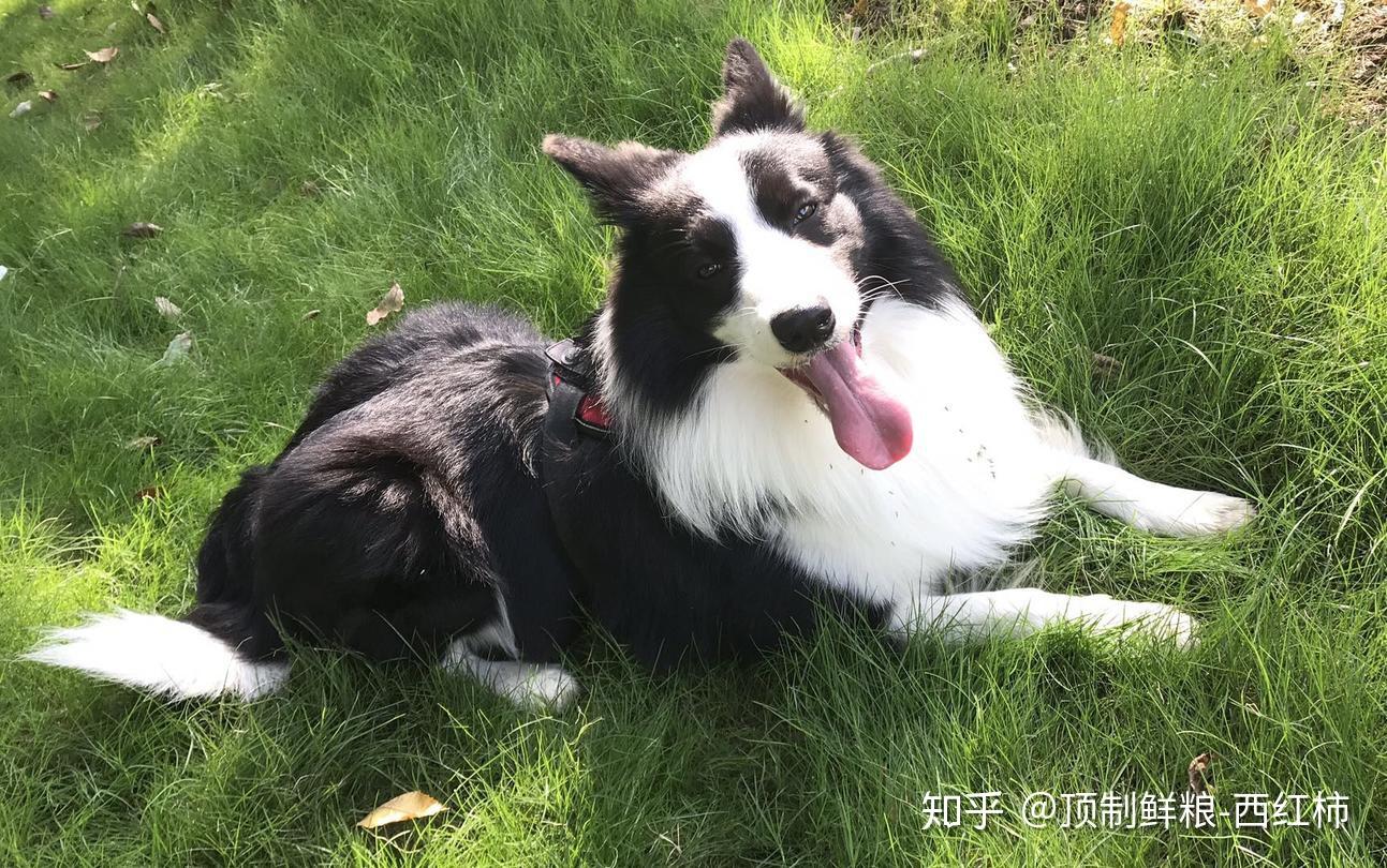 四蹄踏雪一尾白的狗怎么样