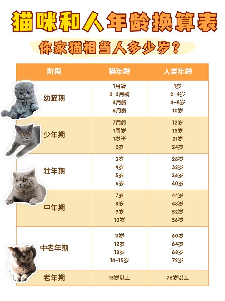 猫1岁=人类几岁|对照换算表看主子多大？ - 知乎