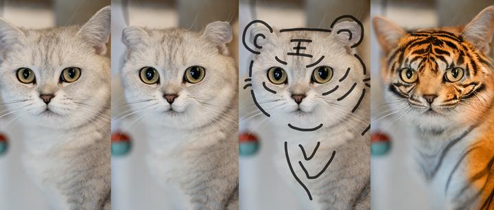 如何把你家猫咪p成小老虎