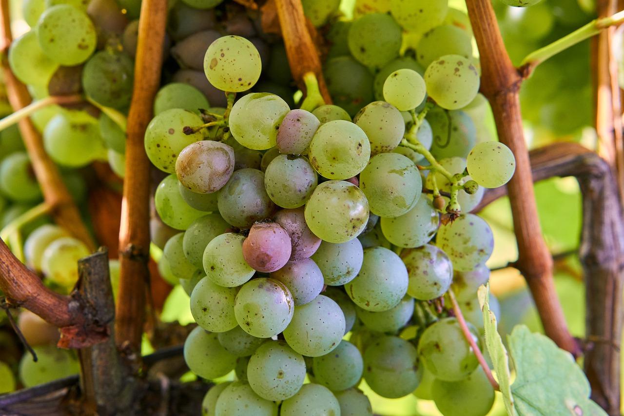 3. 剪枝工具准备