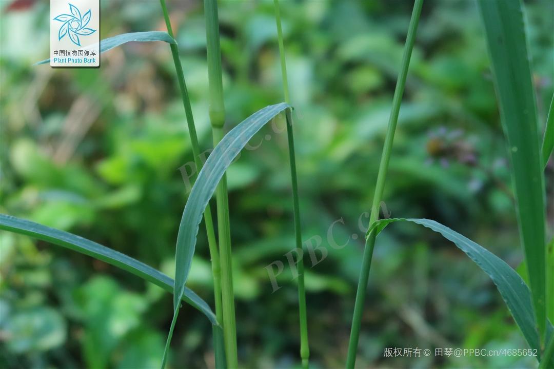 禾本科几种常见野草 - 知乎