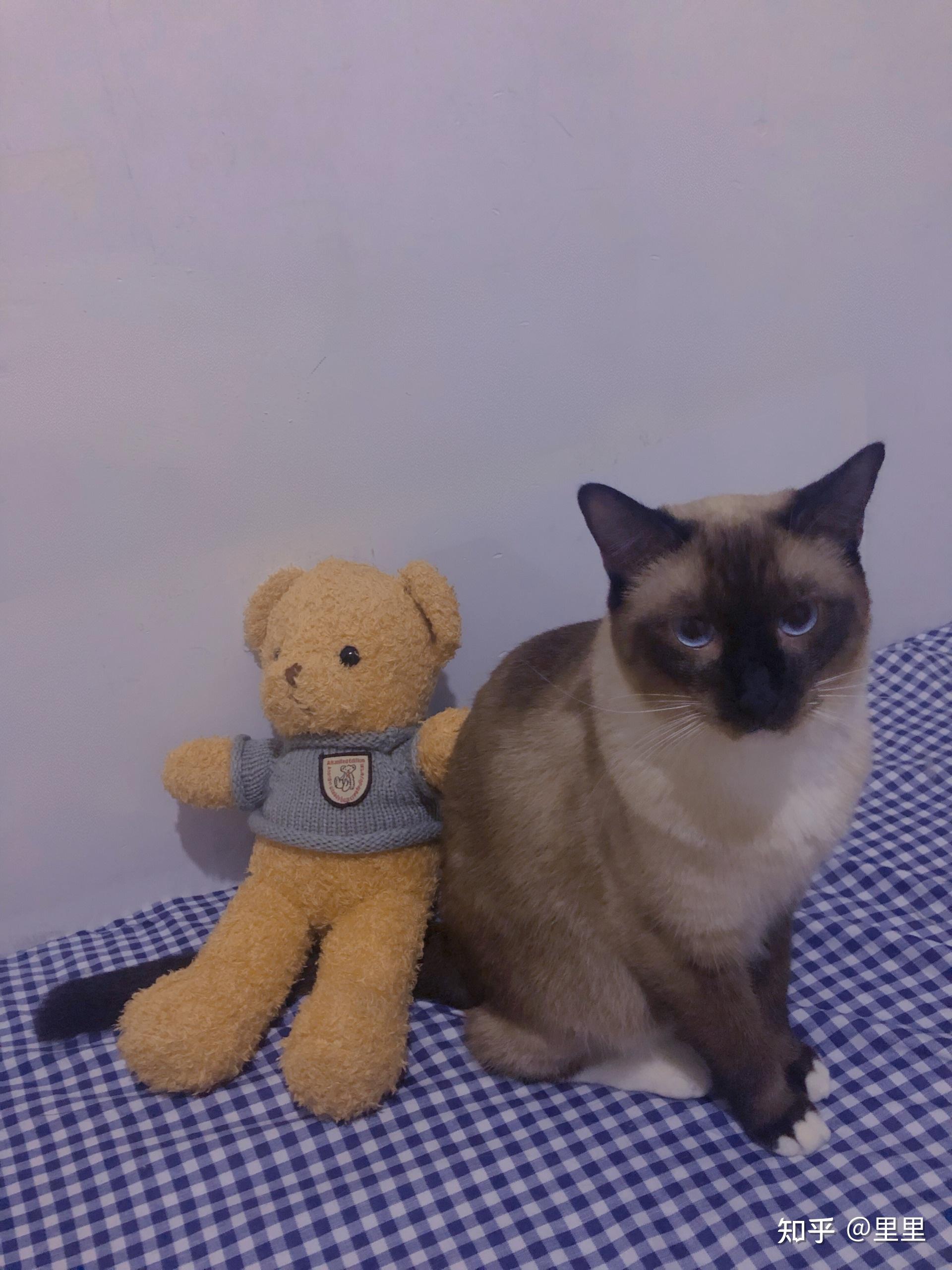 布偶猫和暹罗猫的串串什么样的? - 知乎