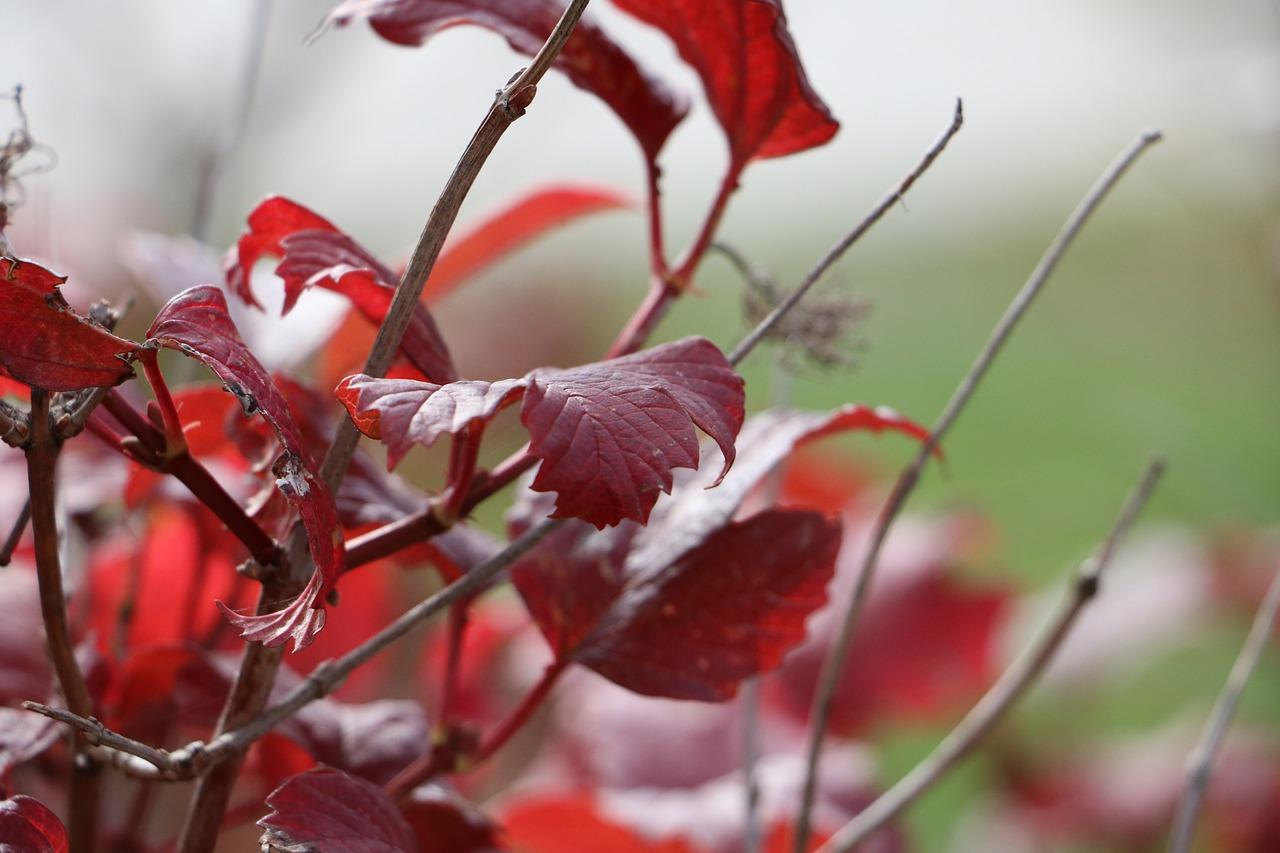 3. 光照需求分析