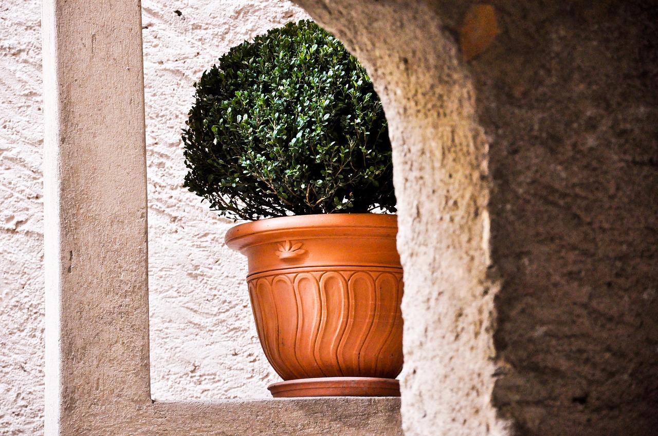 3. 瓷盆矮生花草