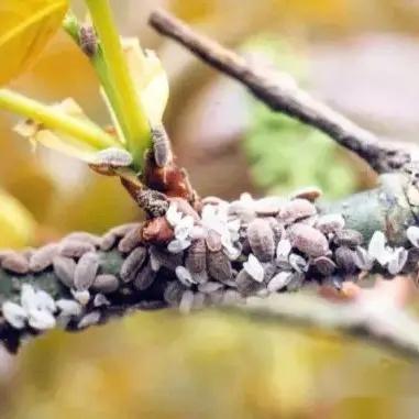 草履蚧的发生与危害,及防治措施!