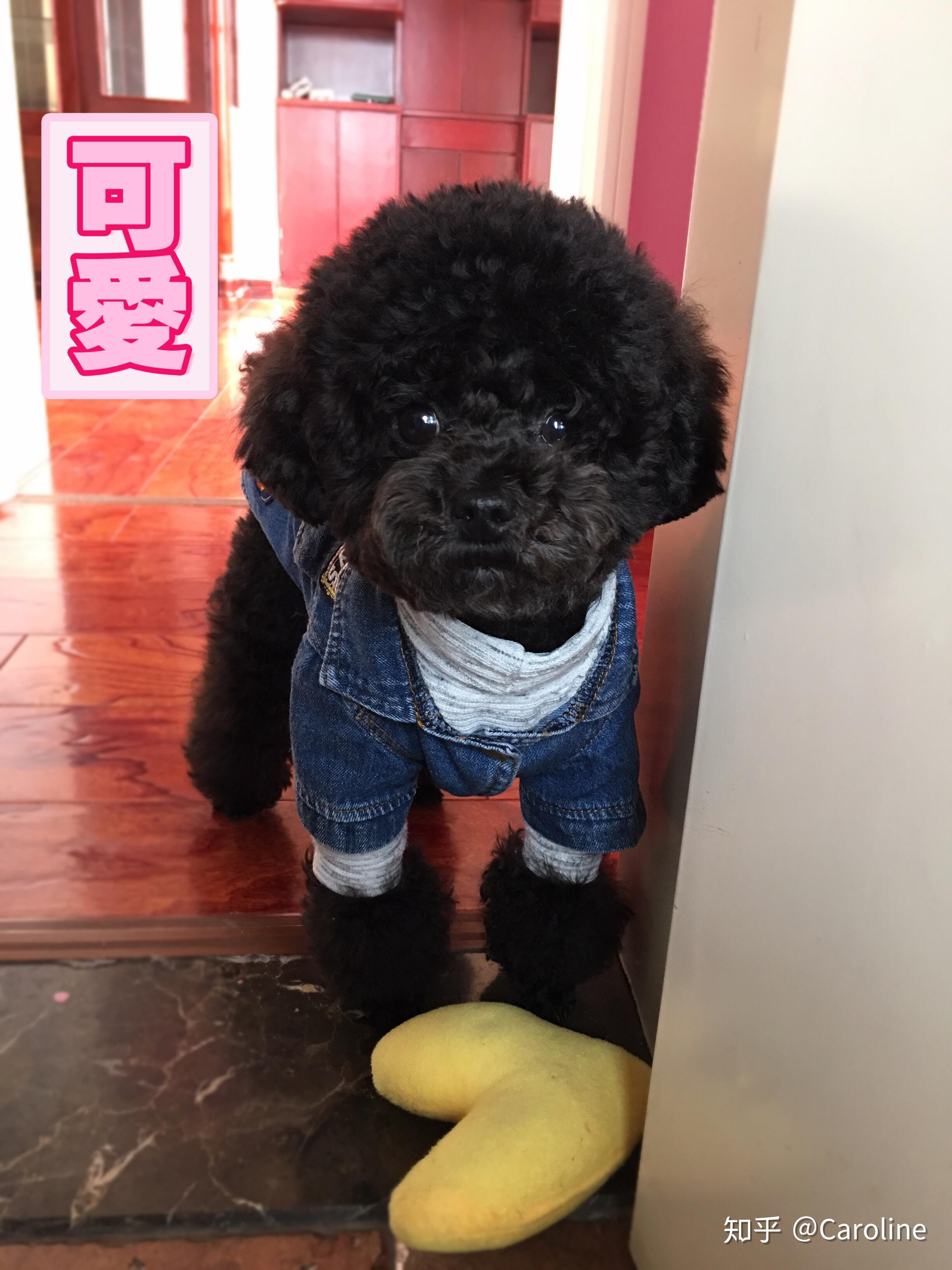 黑色泰迪狗穿衣服图片大全_可爱动物-930图片网