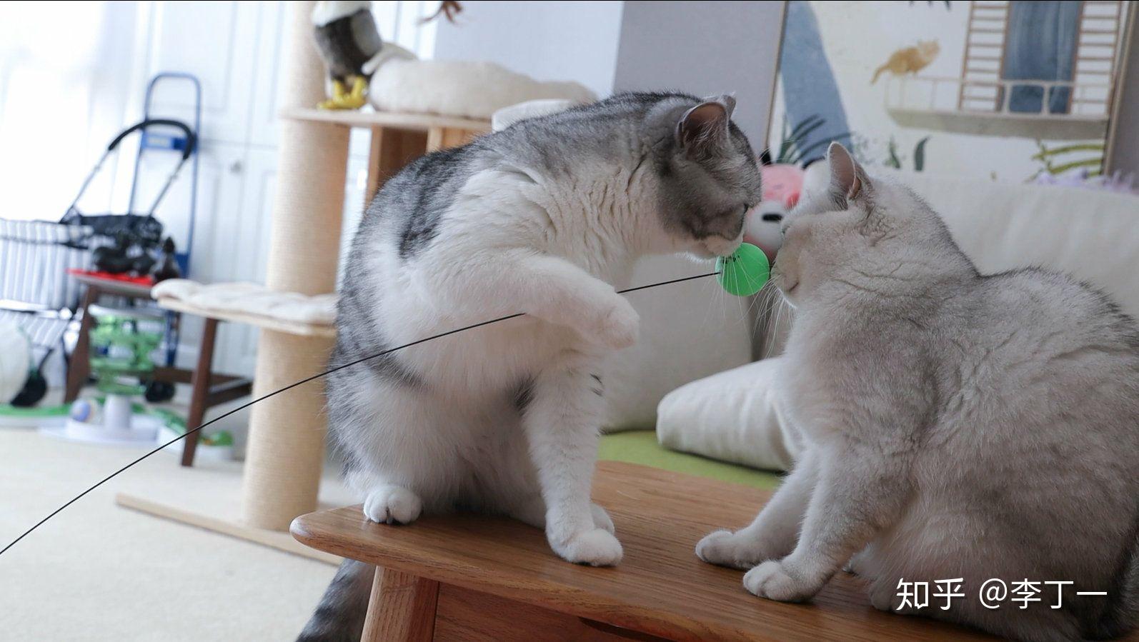 如何评价花花与三猫catlive