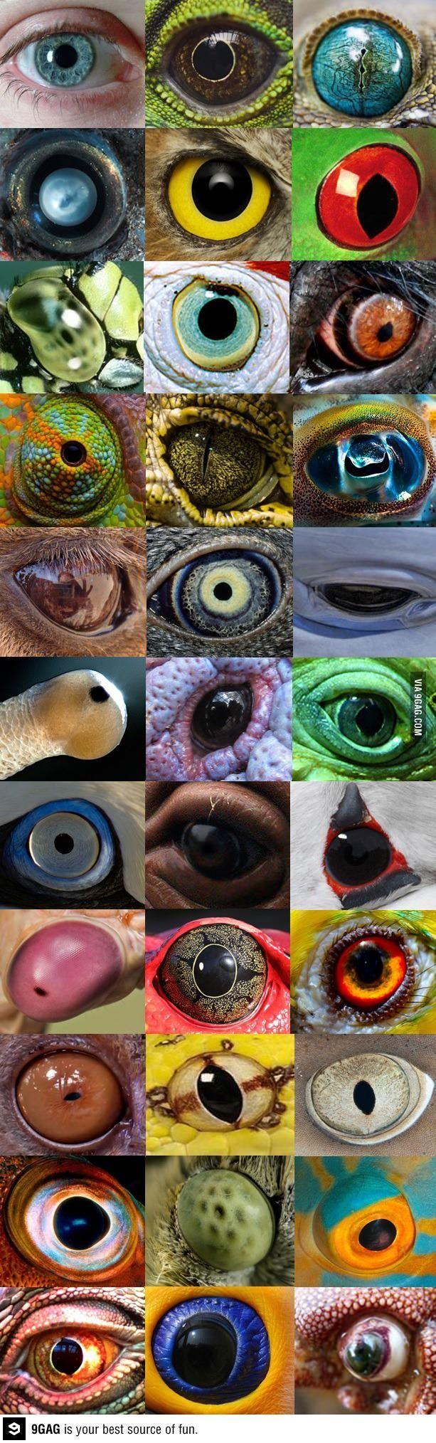 为什么所有动物的眼睛,都是差不多的外表特征?