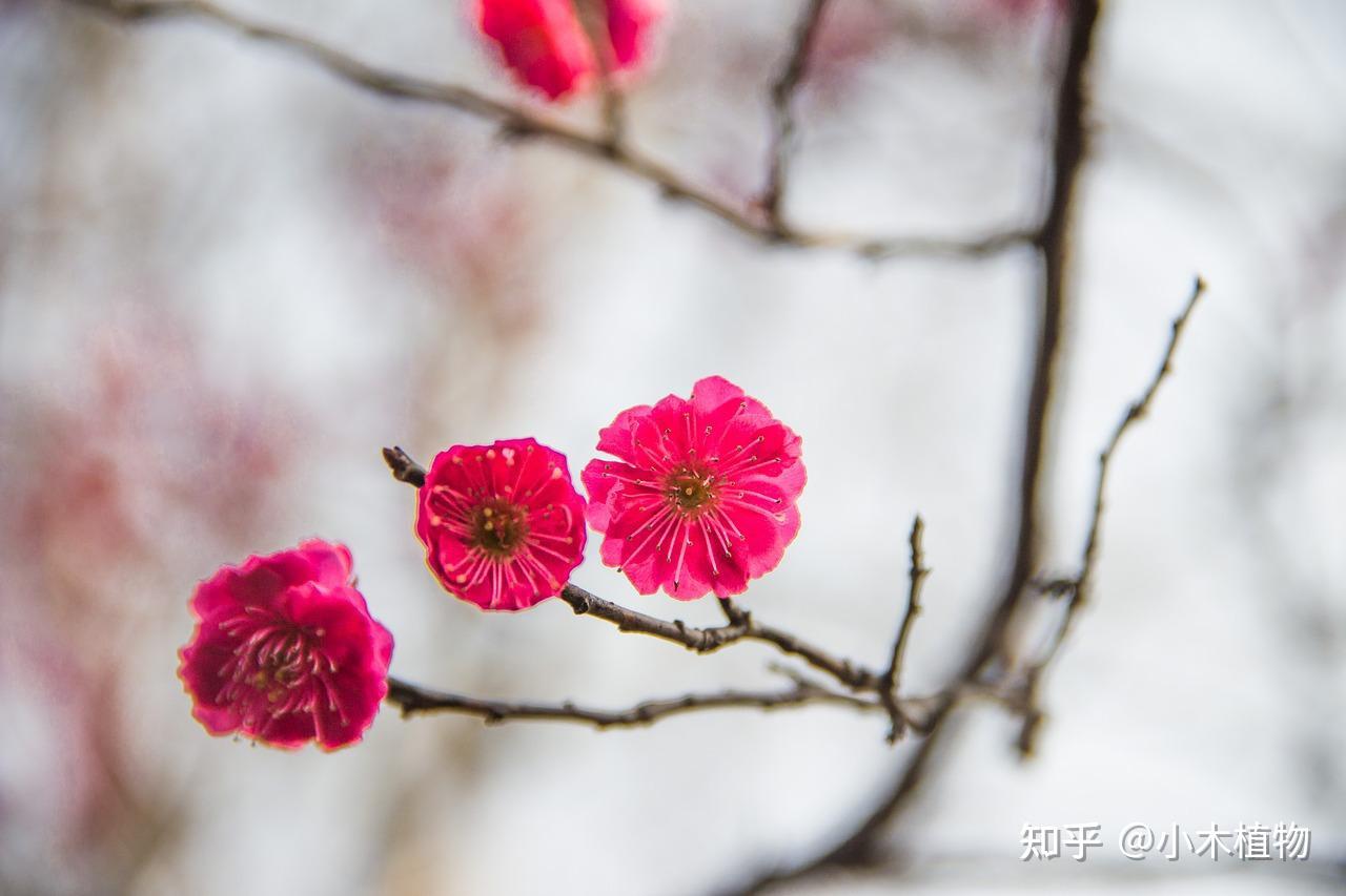 中国传统十大名花
