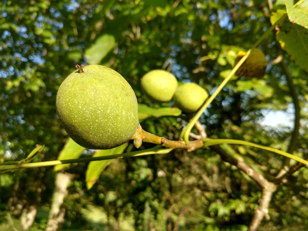 3. 黑核桃营养价值