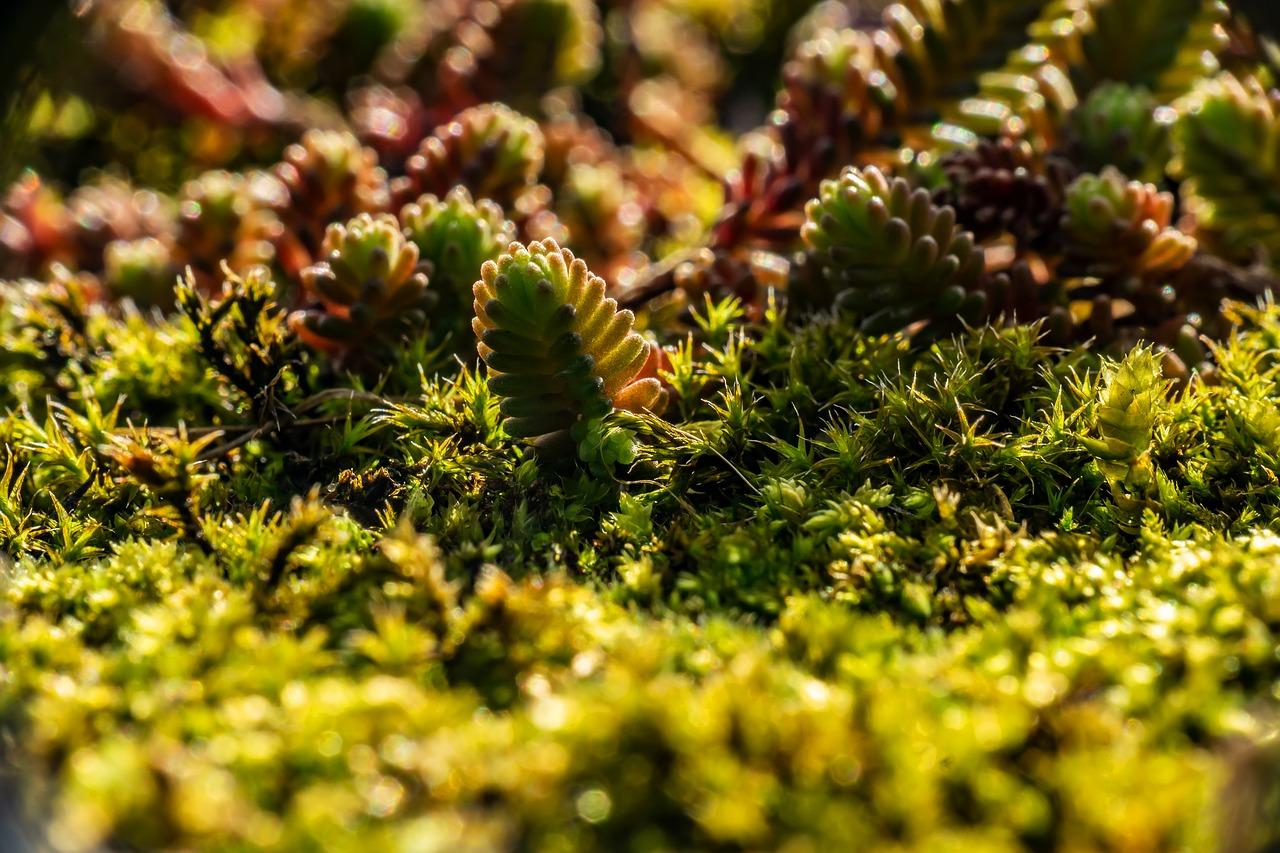 2. 清苔除垢技巧