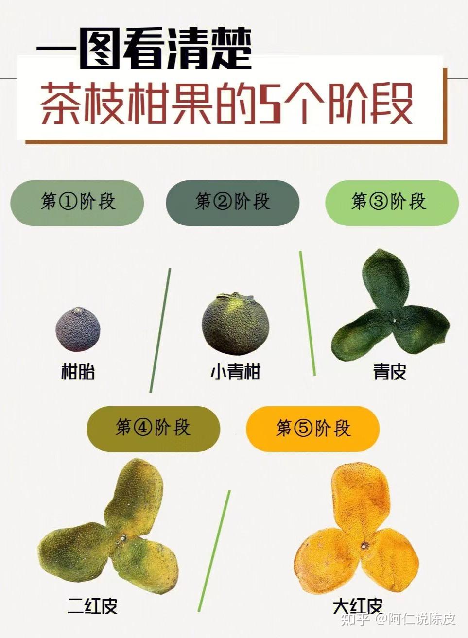 【强烈收藏】新会陈皮百科——新会陈皮一生之柑果成熟的5个阶段 - 知乎