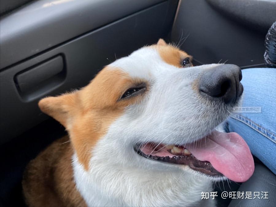 狗狗这些行为,是“道歉”的表现,别错怪它了 - 知乎