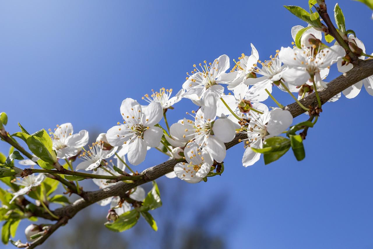 3. 鸡冠花盛夏开