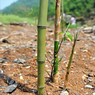 竹子种植技巧——简单易学的移竹种植方法- 知乎
