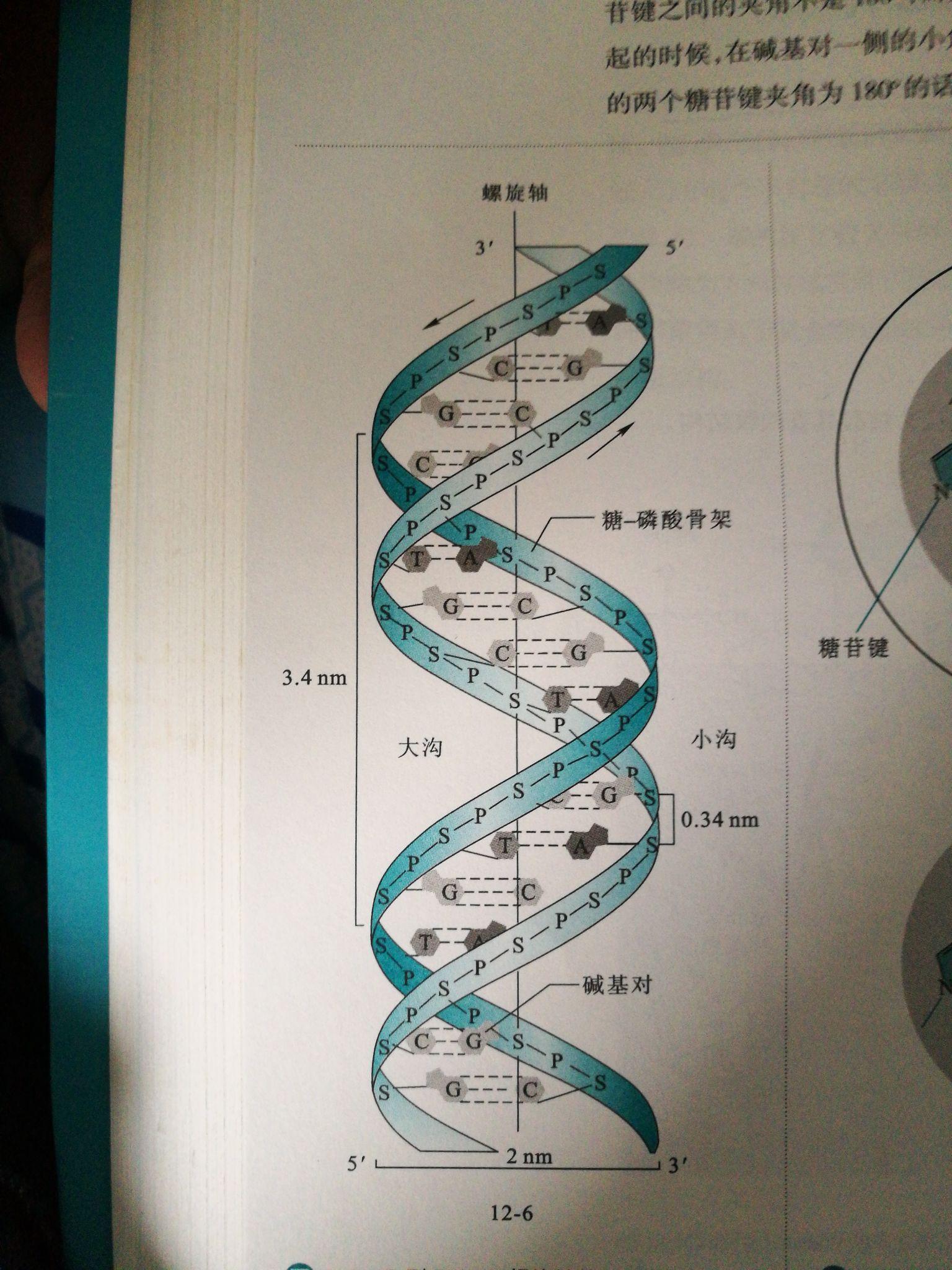 dna结构图 制作图片