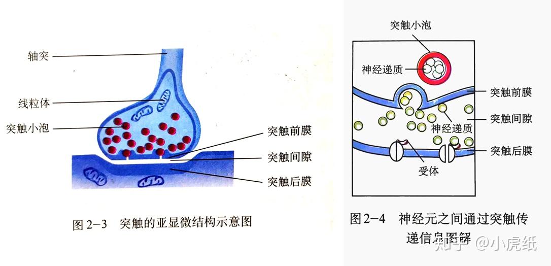 效应器算不算突触结构突触的准确概念是什么