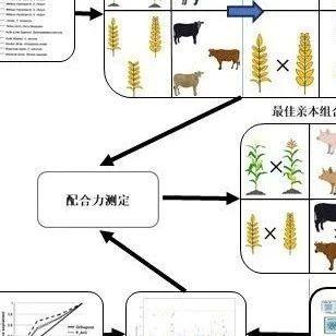综述 | 杂种优势形成机制和预测方法及其在猪生产中的应用与展望 - 知乎