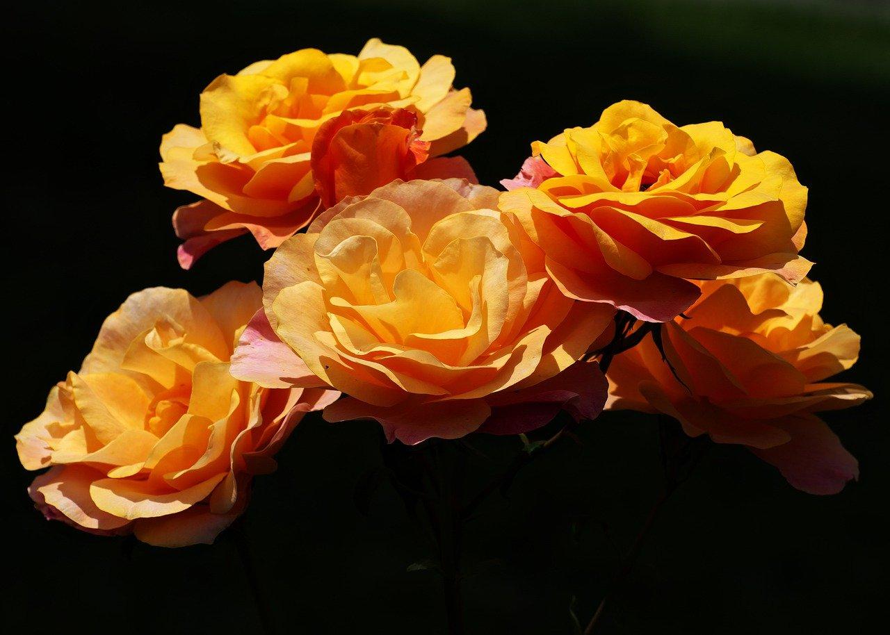 2. 海棠华府位置详