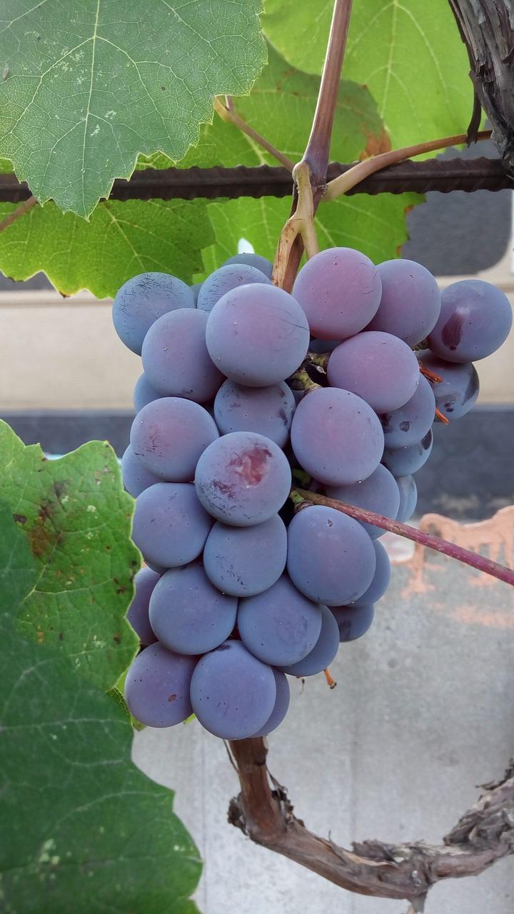 3. 秋风起葡萄甜