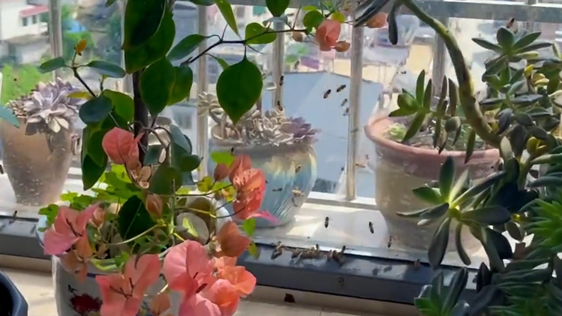 女子阳台种蜜蜂兰引来成群蜜蜂正好是在花期