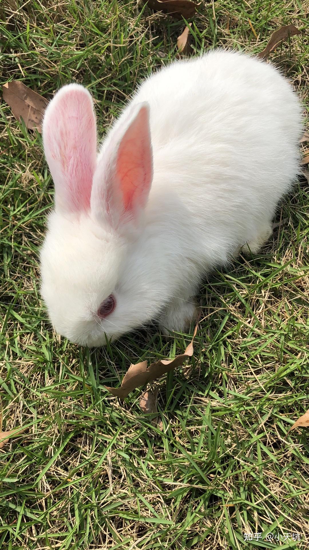 可以帮忙看看兔子多大了吗在花鸟鱼虫市场买到了一只兔