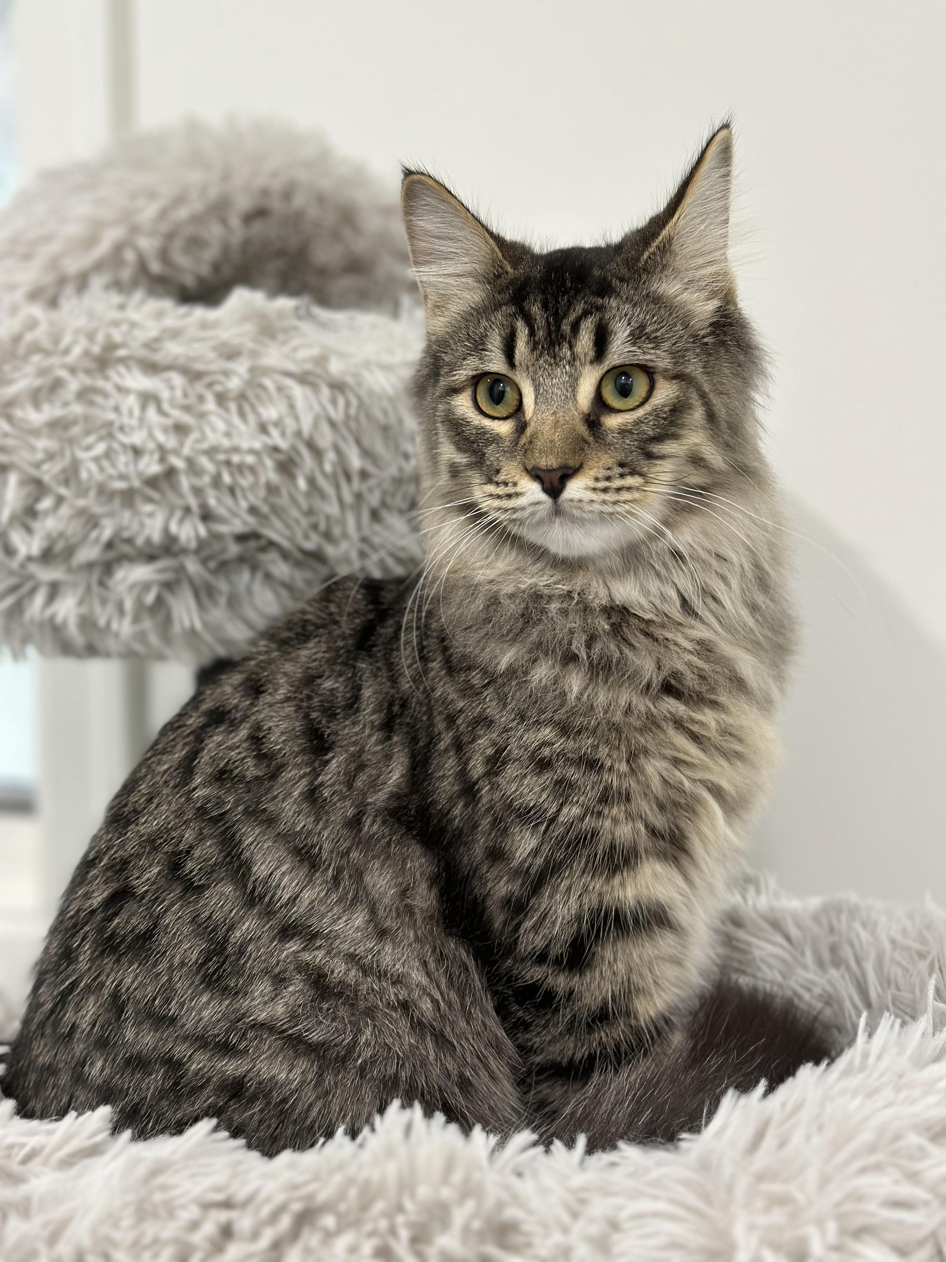 狸花猫可以漂亮到什么程度