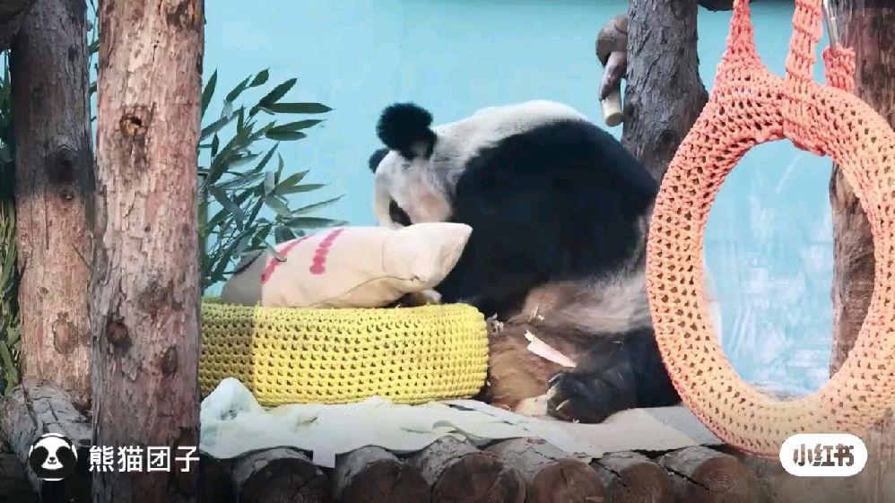 熊猫丫丫回国后现状究竟如何了? - 知乎