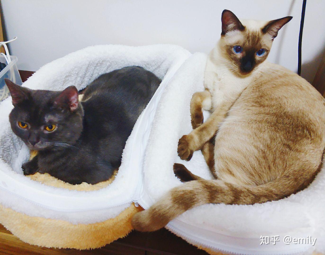 新手养猫暹罗猫英短和美短哪种猫更适合呢