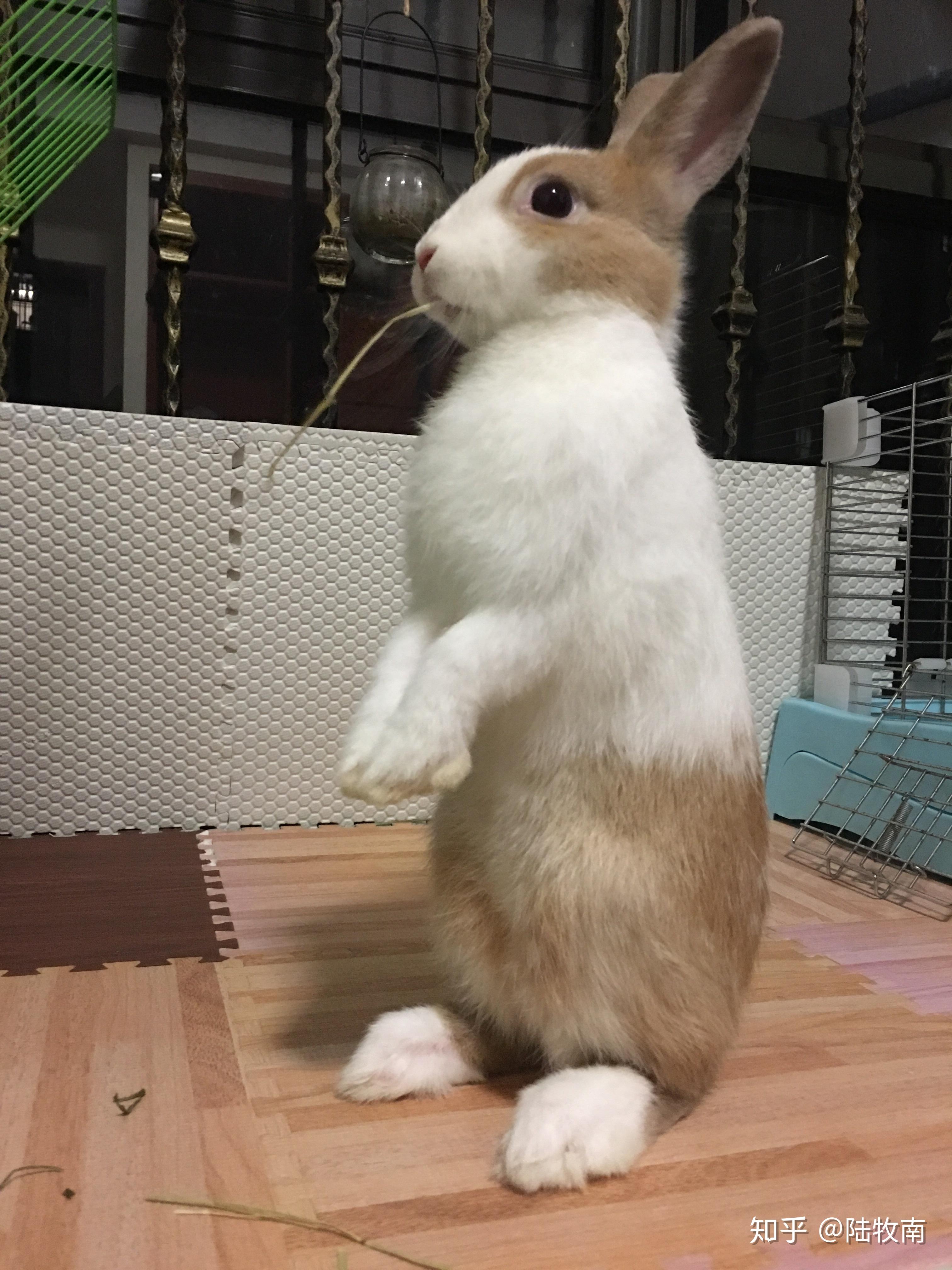 养宠物兔是种什么体验