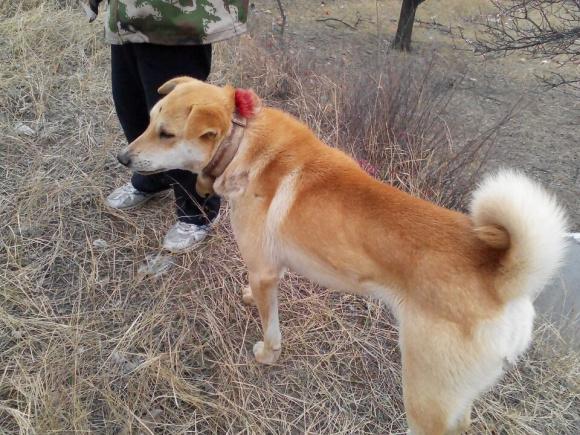 这些中华田园犬品种你认识几个？ - 知乎
