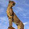 user-profile-image