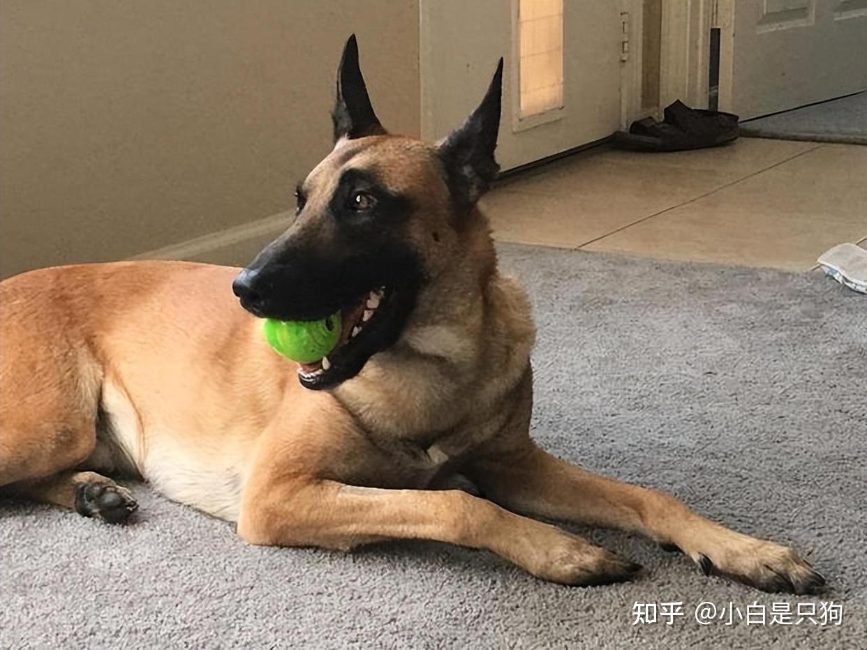 受人狂热追捧的“马犬”,真的值得养吗? - 知乎
