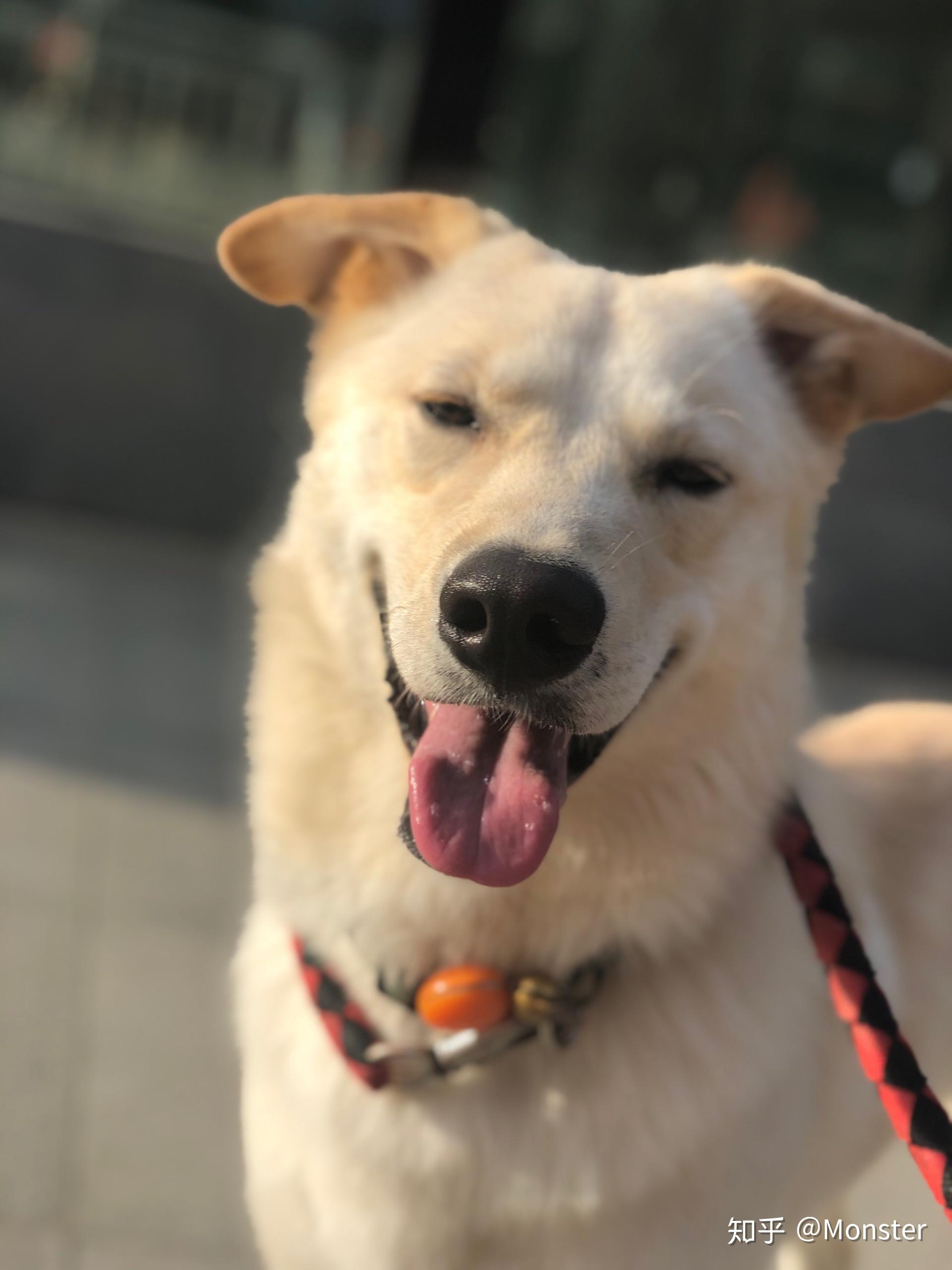 请问拉布拉多和萨摩耶的串串会是什么样子小时候能辨别出来吗