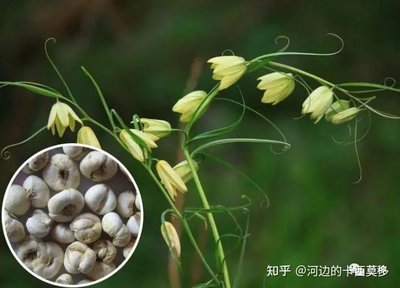 种植川贝母常见的病害有哪些?