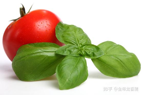 香精与香料(127)—罗勒 - 知乎