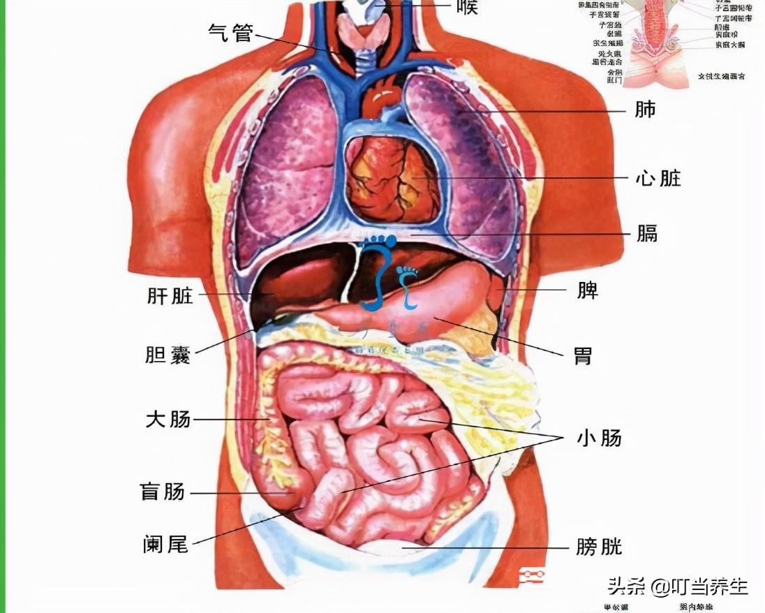 人的心肝五脏的位置图图片