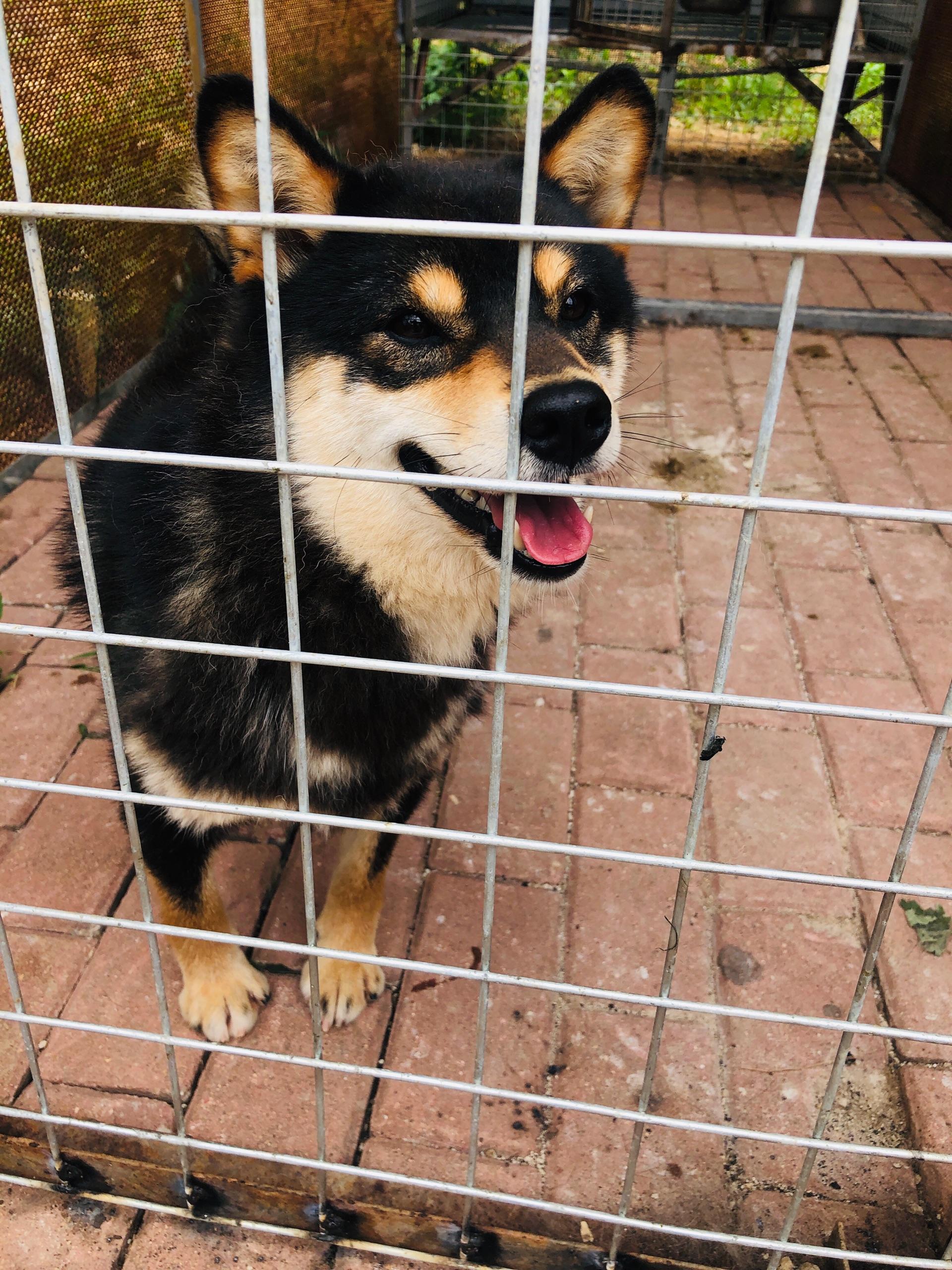 我家有个母赤柴父母也都是赤柴如果我找一个公黑柴能生出来黑柴宝宝吗