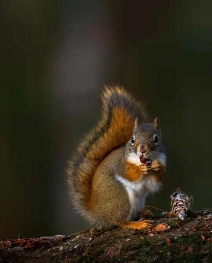 nzpap宠友社交动物种类百科你知道松鼠吃什么吗松鼠尾巴的用途是什么