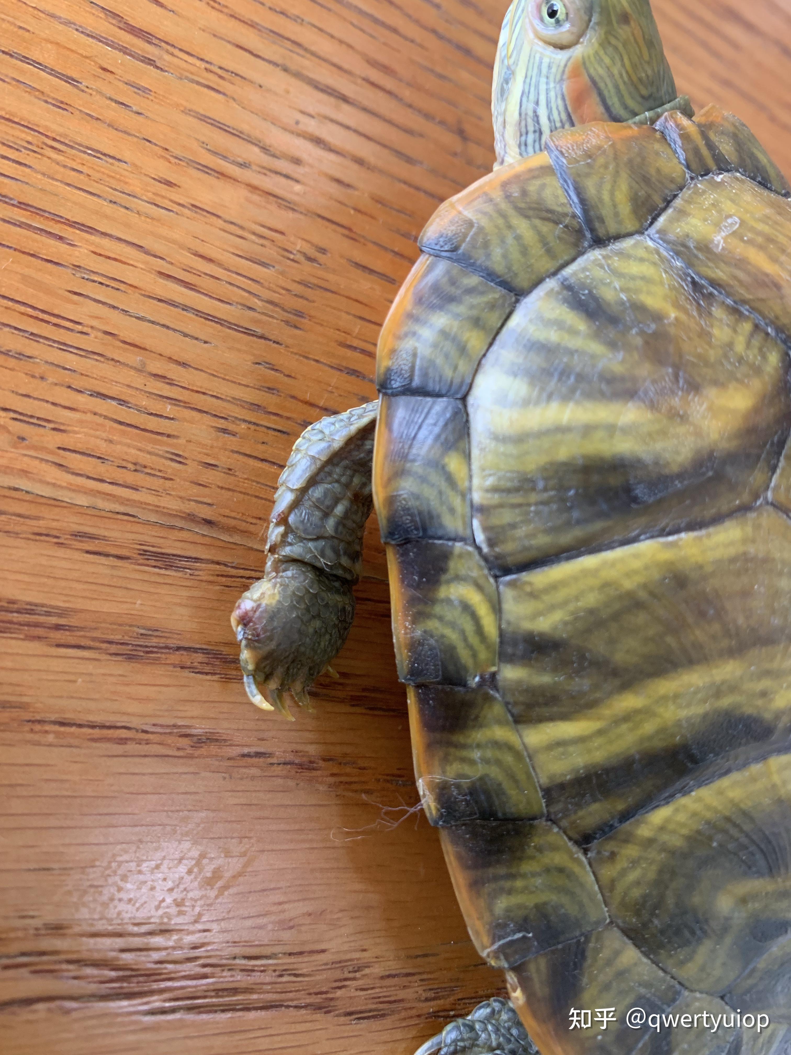 乌龟爪子肿了怎么办?