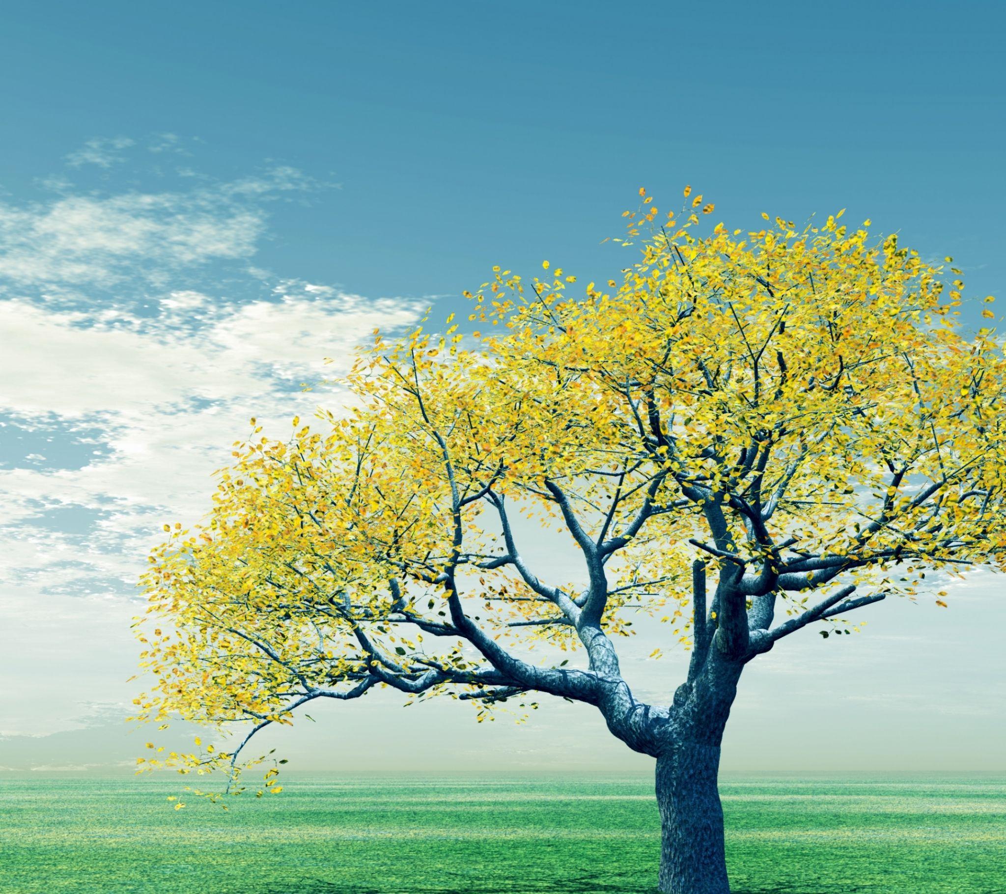 有唯美清新的阳光大树图片吗?