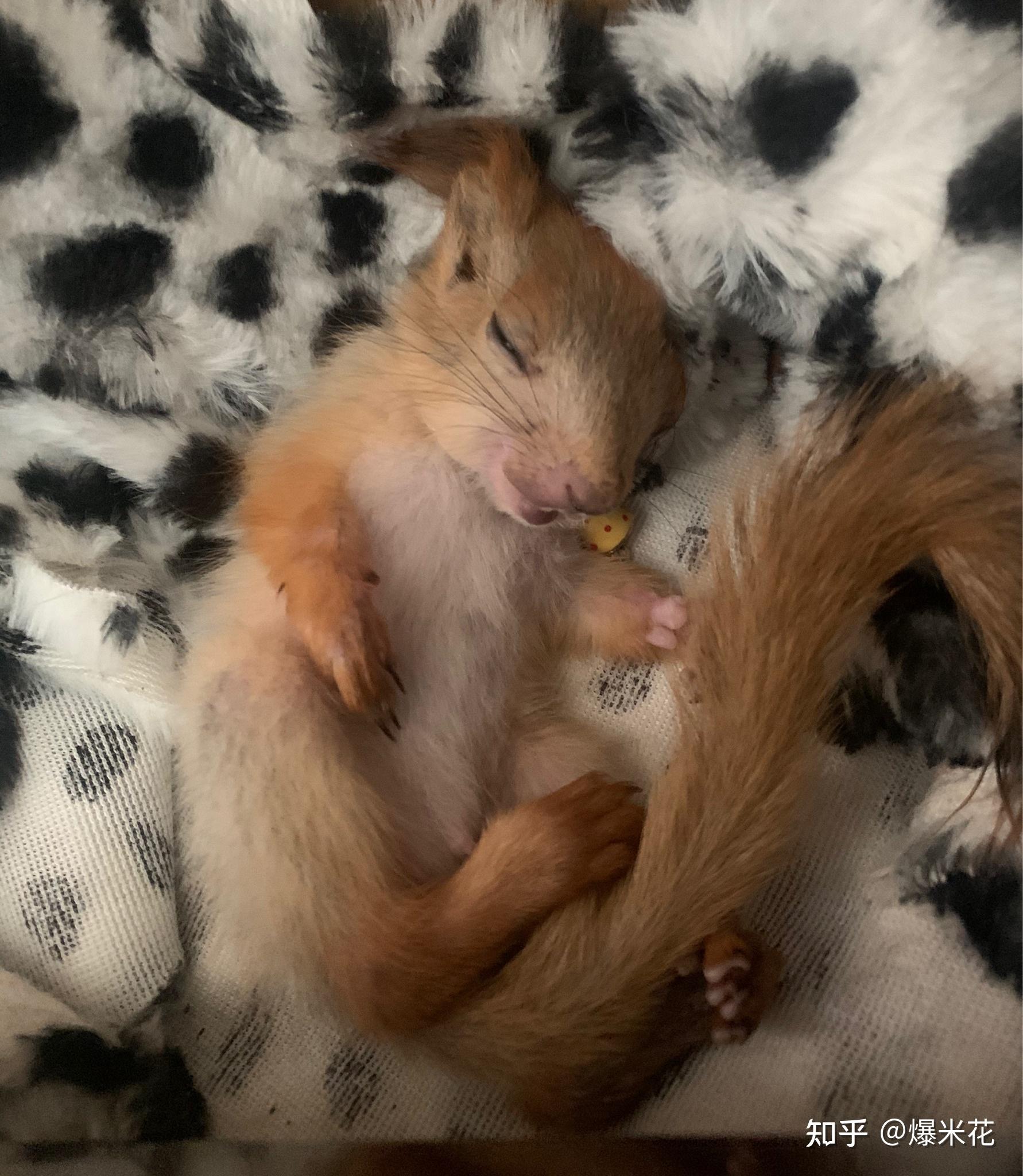 大学生想养一只魔王松鼠买压成的好还是幼崽还是成年呢希望它可以亲人